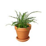 Fern 'Lemon Button' indoor house plant