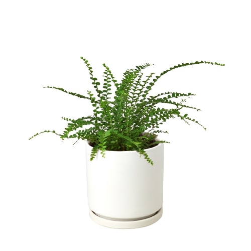 Fern 'Lemon Button' indoor house plant