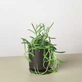 Senecio Succulent 'Fish Hooks' indoor houseplant