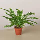 Jester's Crown Fern indoor house plant