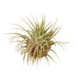 Tillandsia Air Plant Ionantha Guatemala