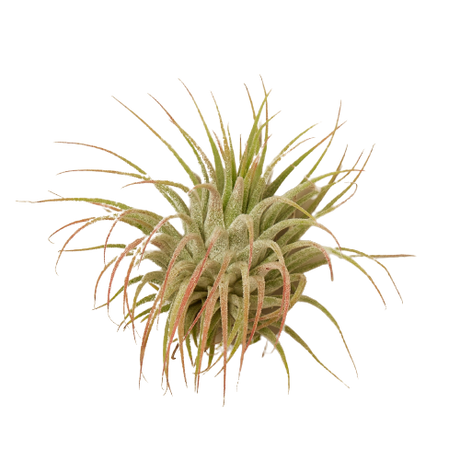 Tillandsia Air Plant Ionantha Guatemala