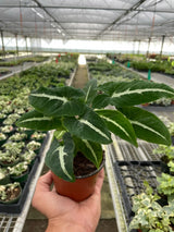 Syngonium wendlandii 'Black Velvet' indoor houseplant