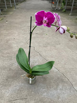 Orchid 'Purple Spotted Phalaenopsis' indoor house plant