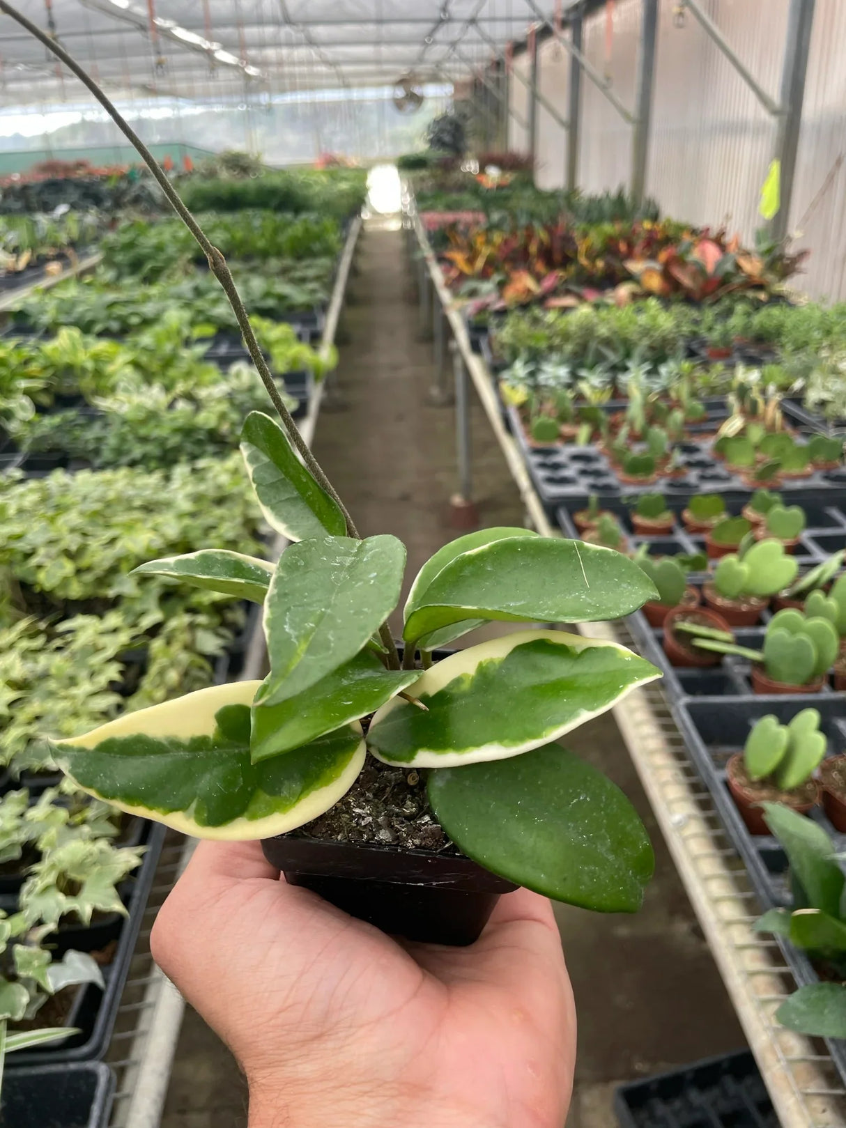 Hoya Carnosa 'Tricolor' indoor house plant