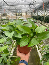 Pothos 'Green Queen' indoor houseplant