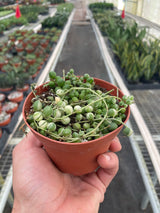 Succulent 'String of Pearls' Variegated indoor houseplant