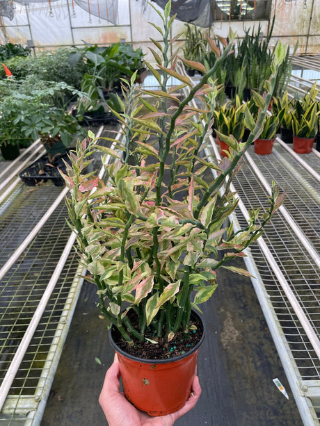 Variegated Devil's Backbone Euphorbia indoor hosueplant