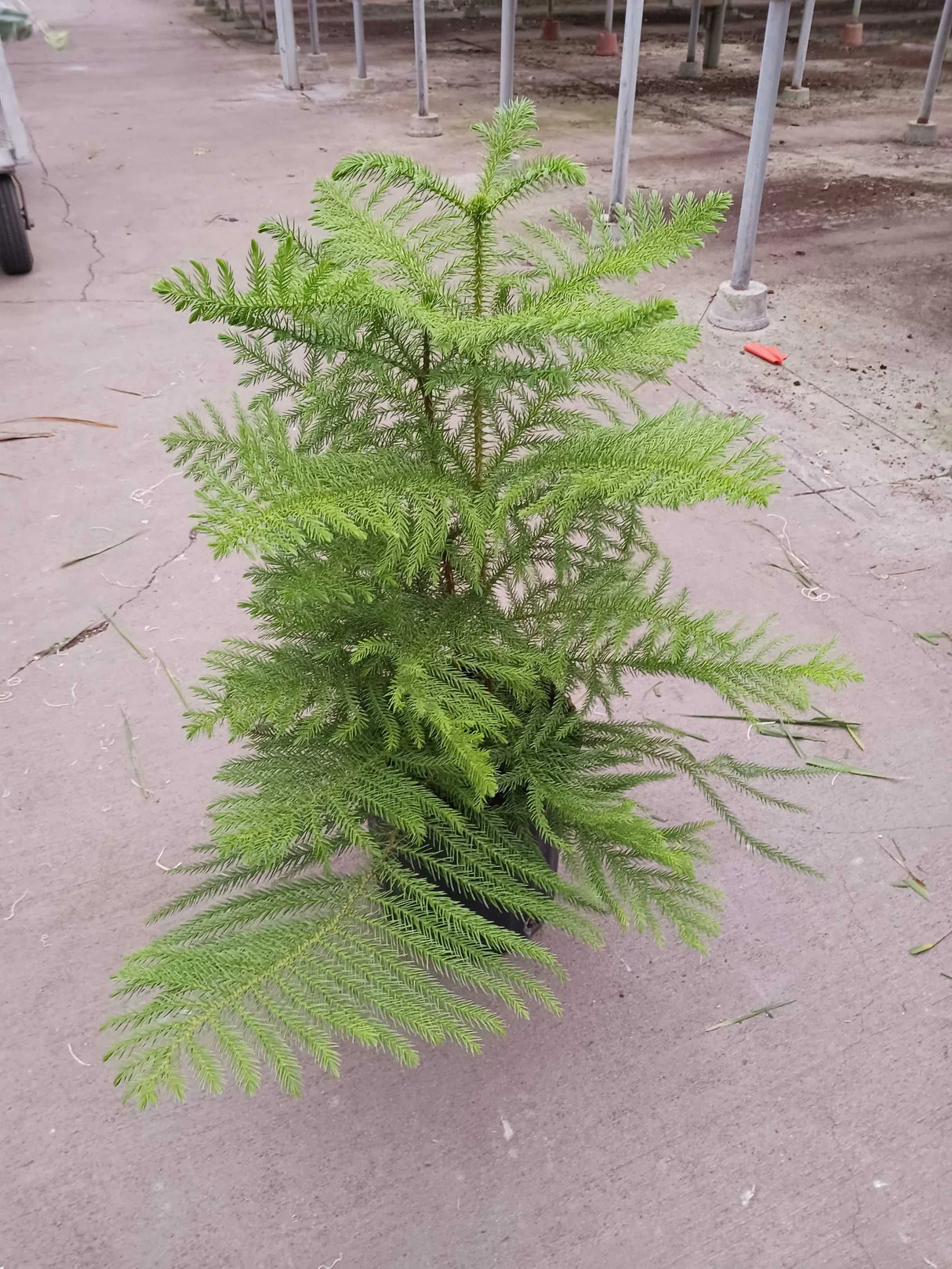 Norfolk 'Island Pine' indoor house plant