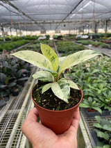 Ficus 'shivereana' (Moonshine) indoor house plant