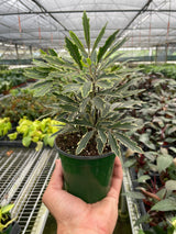 Aralia 'Bianca' indoor plant