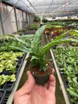 Variegated Spathiphyllum 'Domino' indoor houseplant