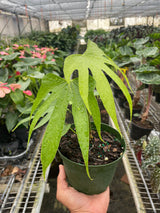 Anthurium Fingers indoor plant