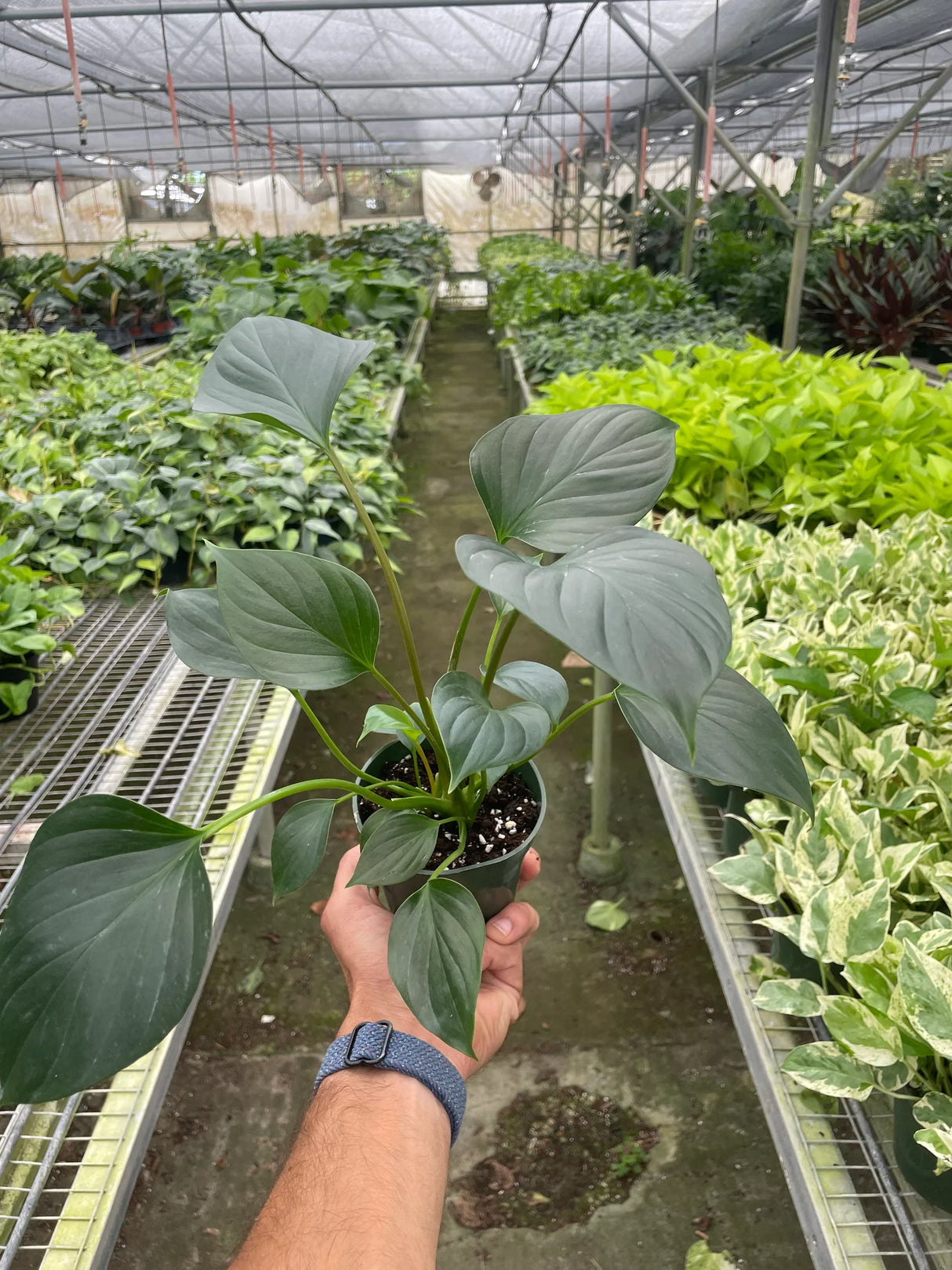 Homalomena 'Emerald Gem' indoor house plant