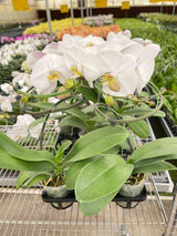 Orchid 'White Phalaenopsis' indoor house plant