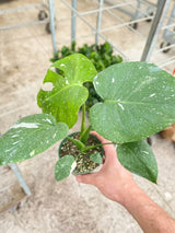 Monstera 'Thai Constellation' indoor house plant