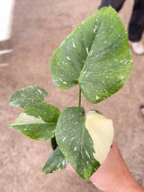 Monstera 'Thai Constellation' indoor house plant