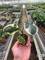 Alocasia 'Mickey Mouse' (Xanthosoma sagittifolium 'Variegatum Monstrosum') indoor Plant