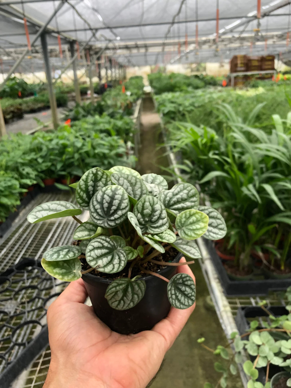 Peperomia 'Burbella' indoor house plant