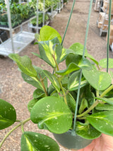 Hoya Obovata Reverse indoor house plant