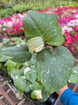 Monstera 'Thai Constellation' indoor house plant