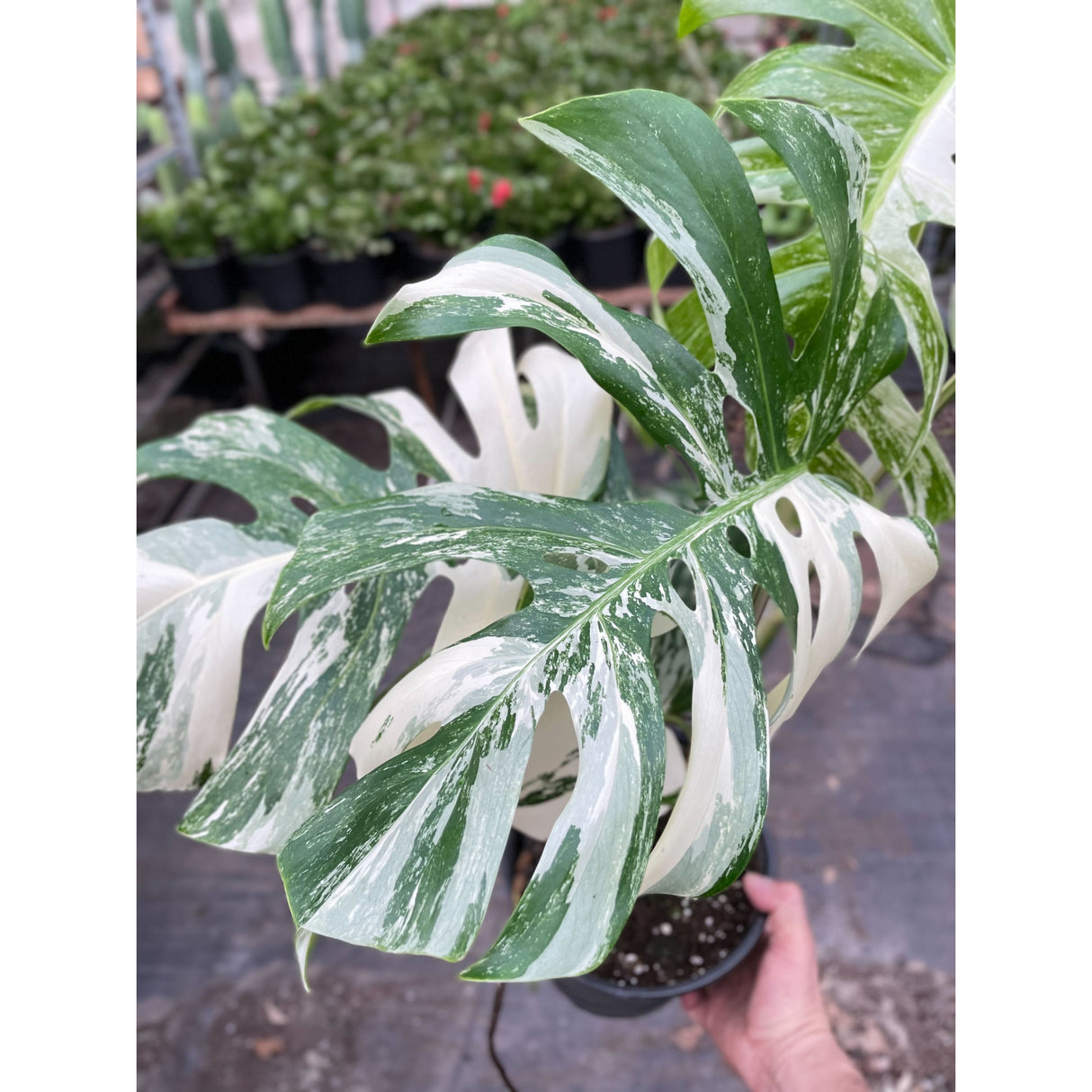 Monstera 'Albo Borsigiana Variegated' indoor house plant