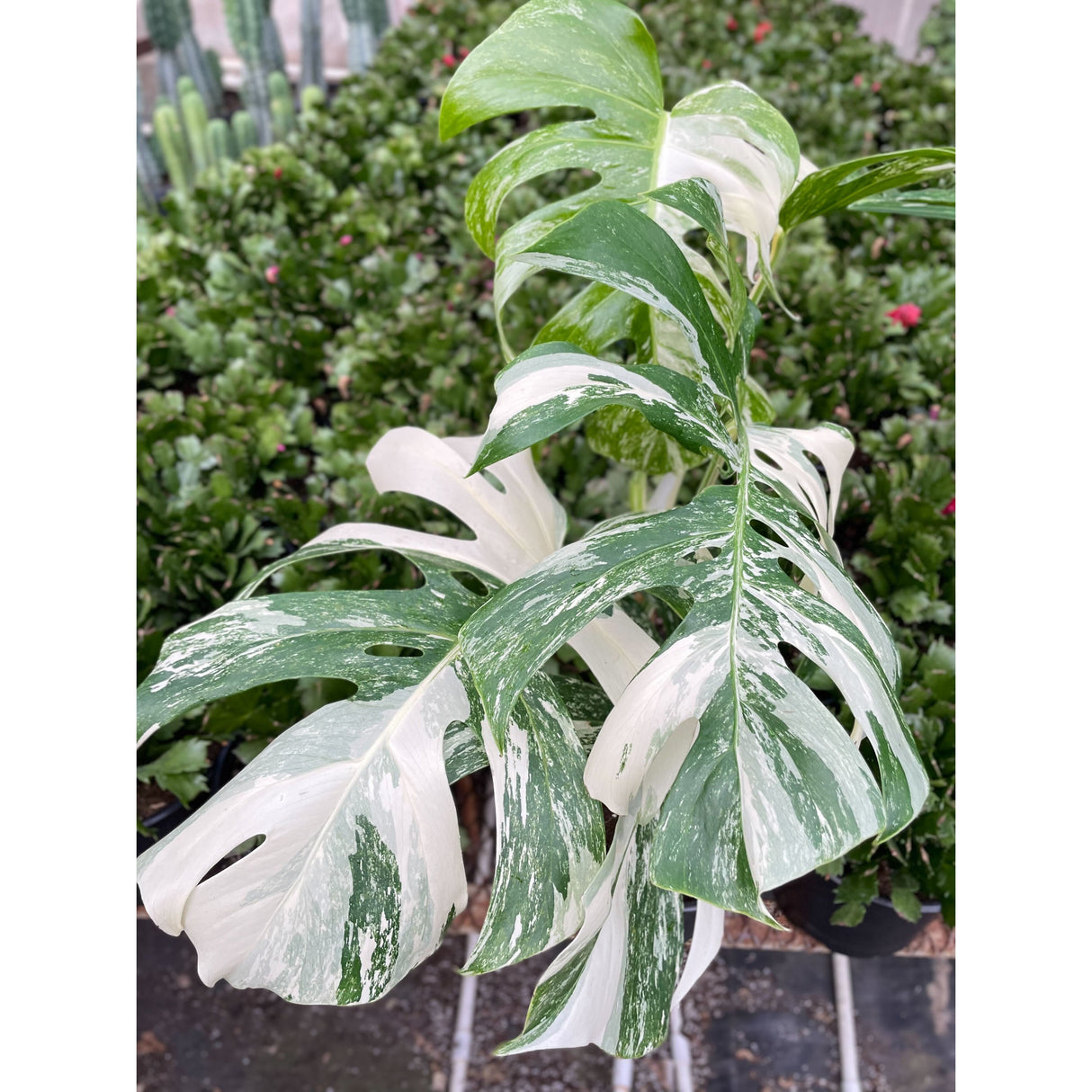 Monstera 'Albo Borsigiana Variegated' indoor house plant