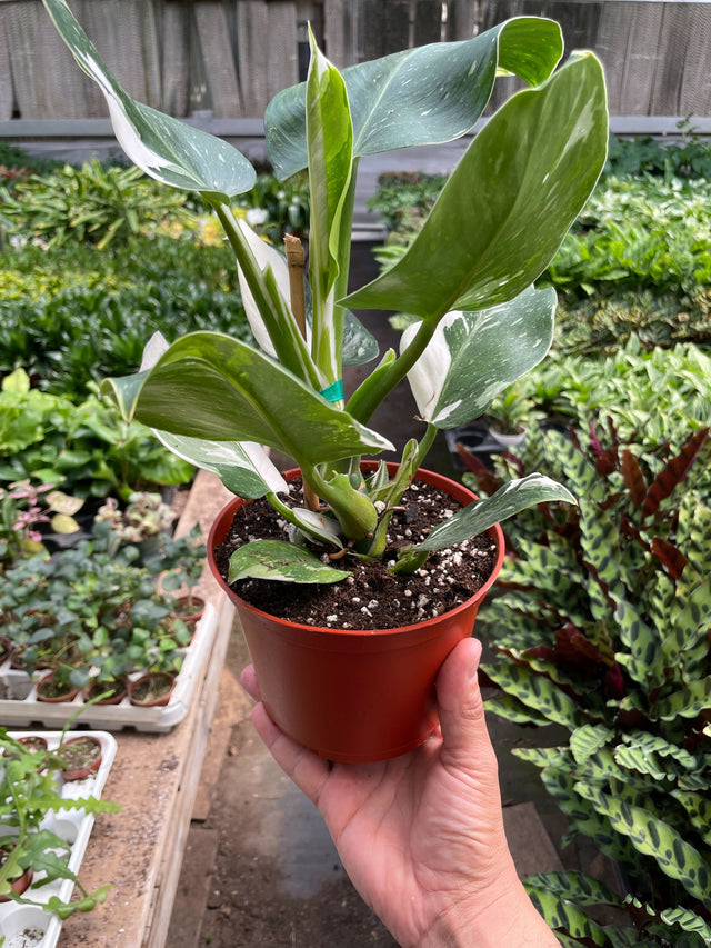 Philodendron 'White Wizard' indoor houseplant