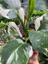 Philodendron 'White Wizard' indoor houseplant