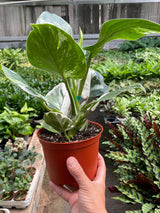 Philodendron 'White Wizard' indoor houseplant