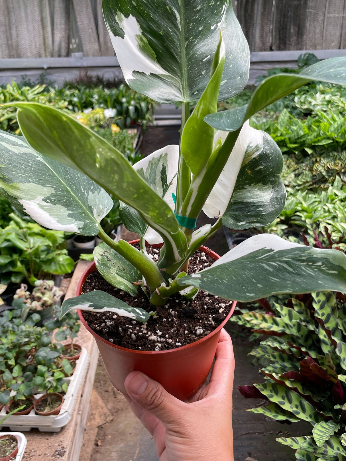 Philodendron 'White Wizard' indoor houseplant