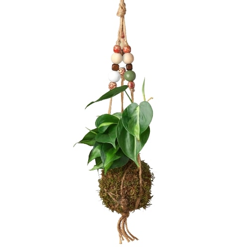 Bead Kokedama Moss Ball Hanging Plant