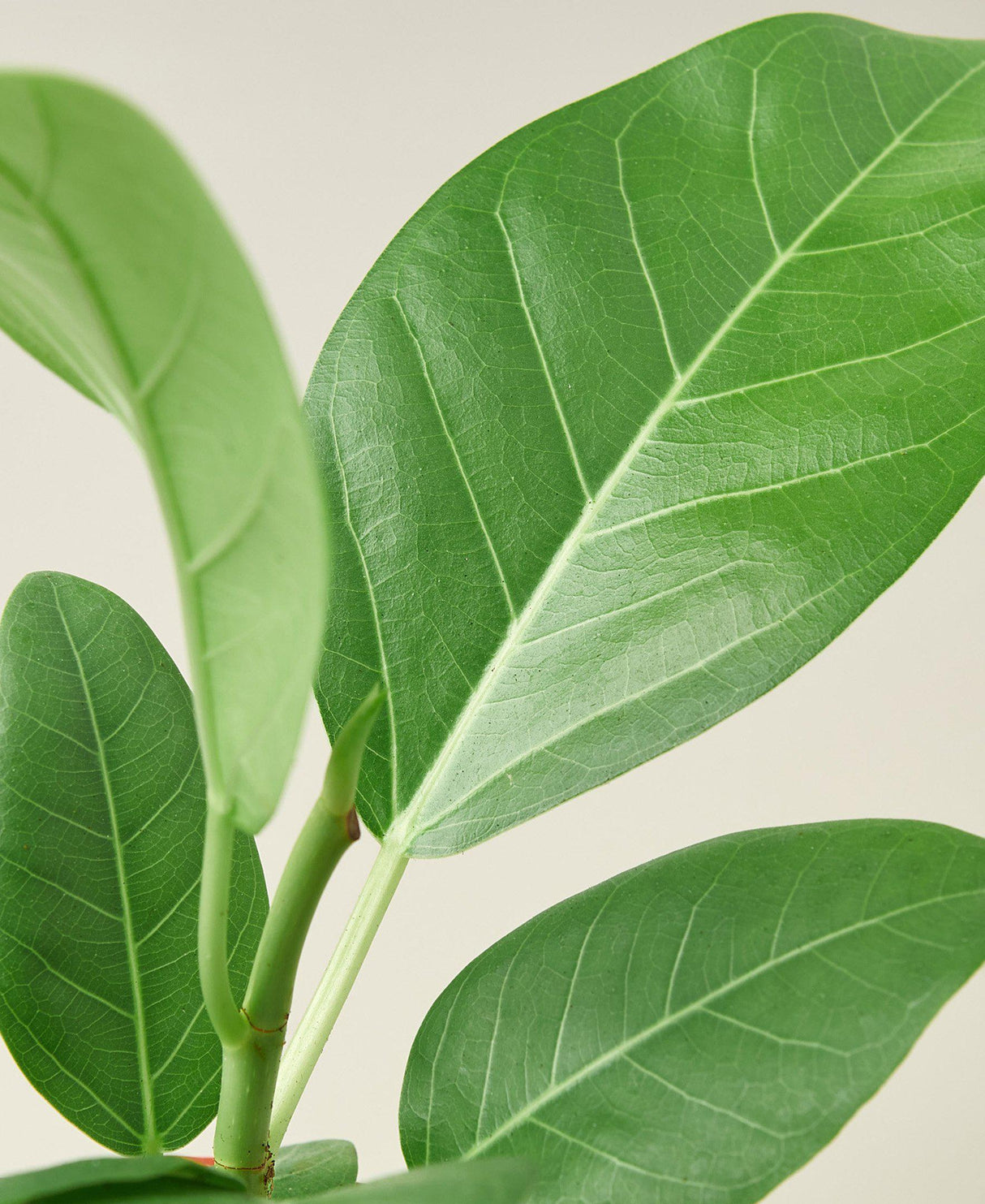 Ficus 'Audrey' indoor house plant