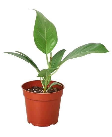 Ficus 'Audrey' indoor house plant