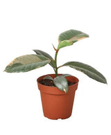 Ficus Elastica 'Ruby Pink' indoor house plant