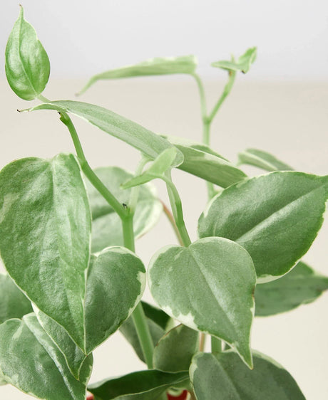 Peperomia 'Cupid' indoor house plant