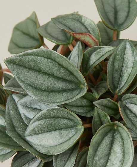 Peperomia 'Napoli Nights' - 4" Pot indoor houseplant