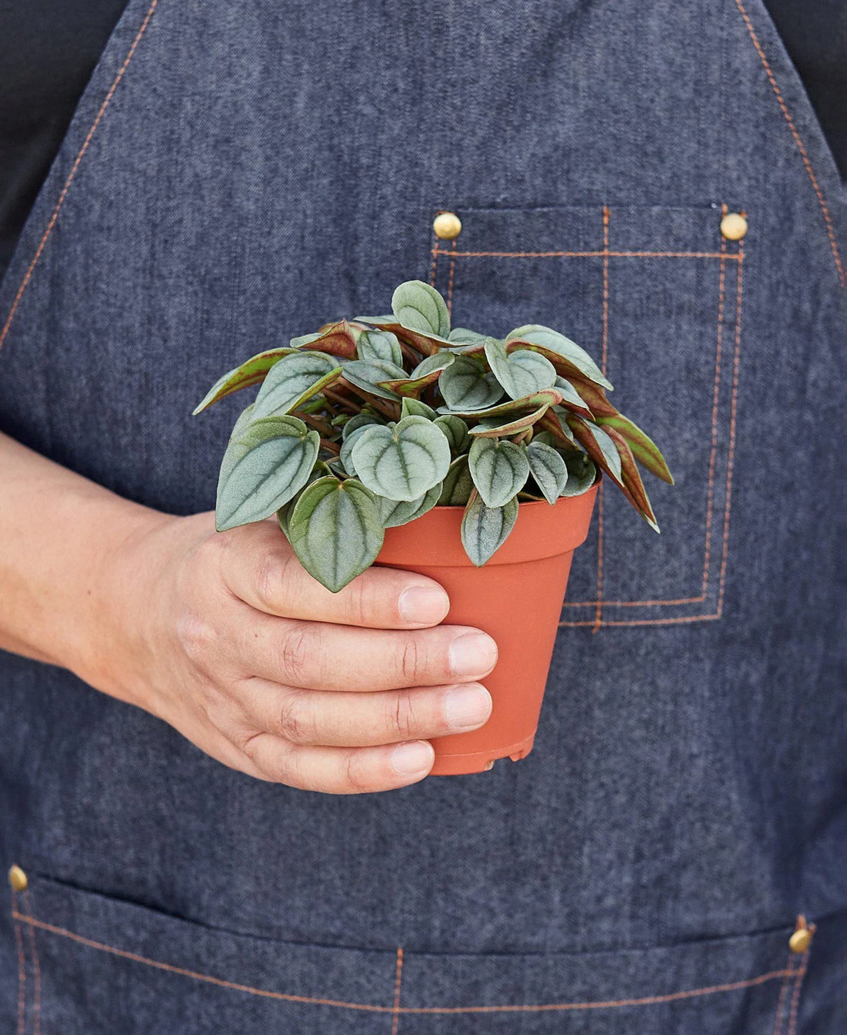 Peperomia 'Napoli Nights' - 4" Pot indoor houseplant