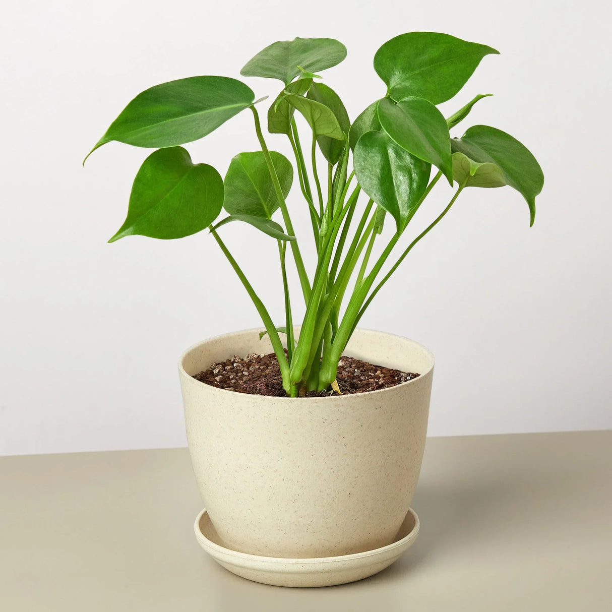 Philodendron Monstera Split-Leaf indoor houseplant