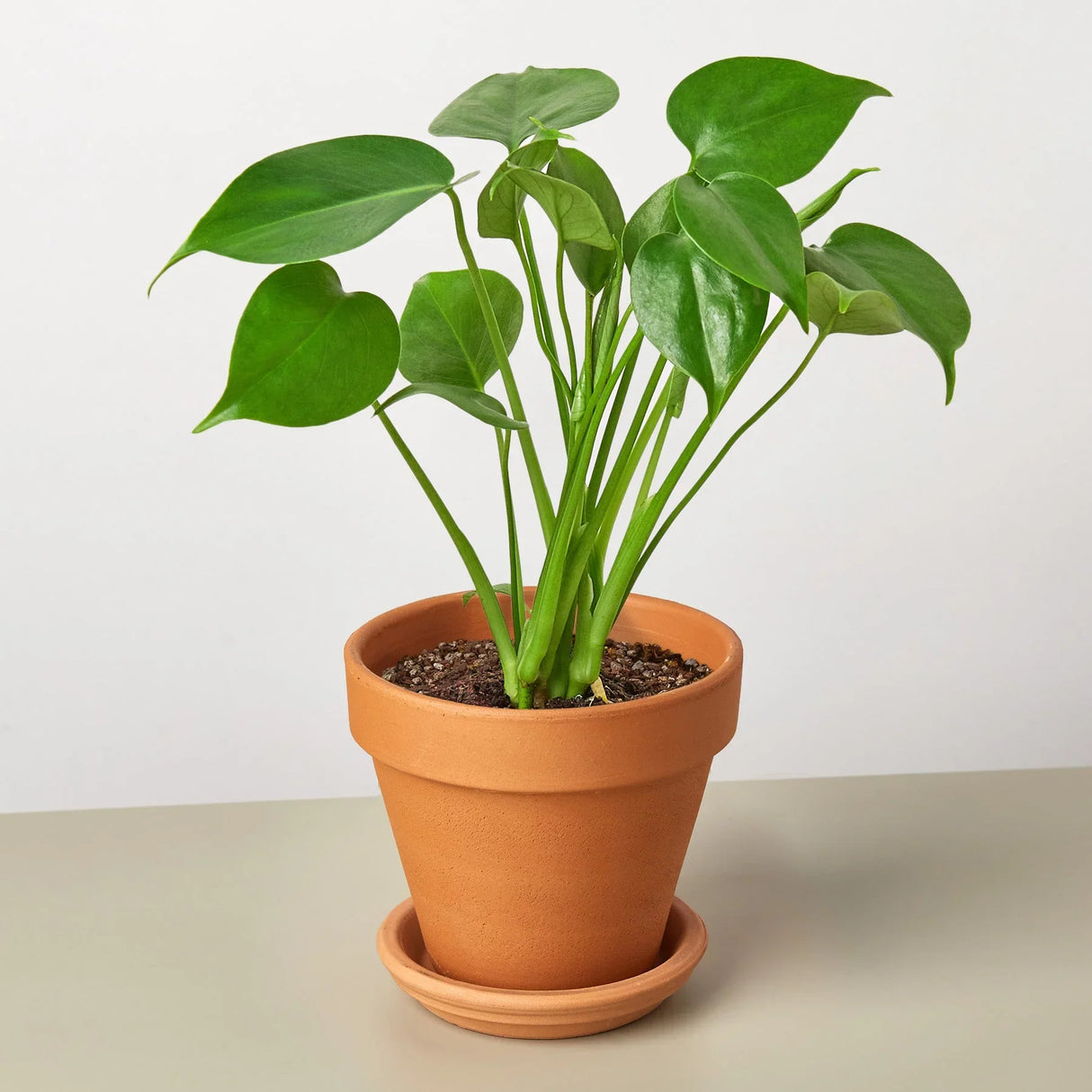 Philodendron Monstera Split-Leaf indoor houseplant