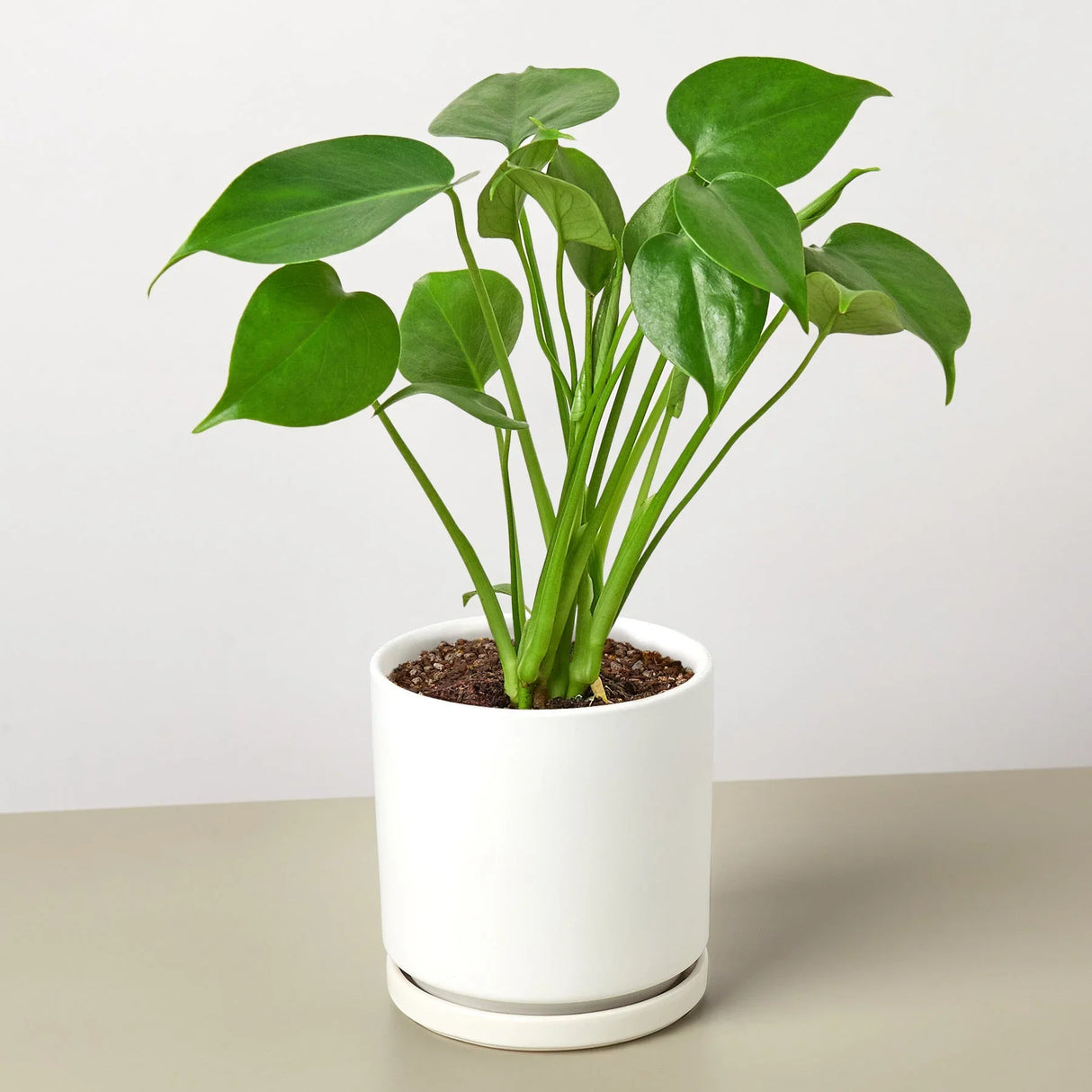 Philodendron Monstera Split-Leaf indoor houseplant