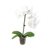 Orchid 'White Phalaenopsis' indoor house plant