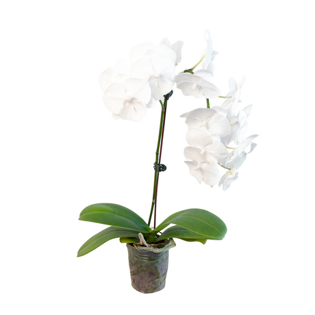 Orchid 'White Phalaenopsis' indoor house plant