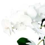 Orchid 'White Phalaenopsis' indoor house plant