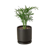 Parlor Palm indoor house plant