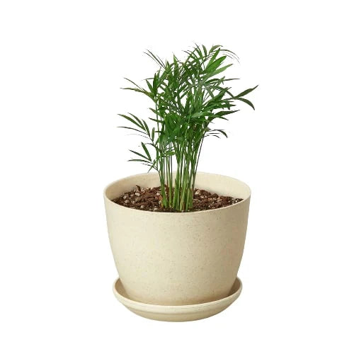 Parlor Palm indoor house plant