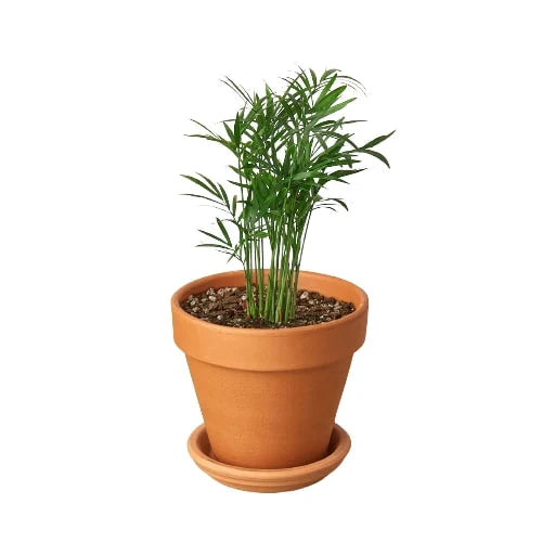 Parlor Palm indoor house plant