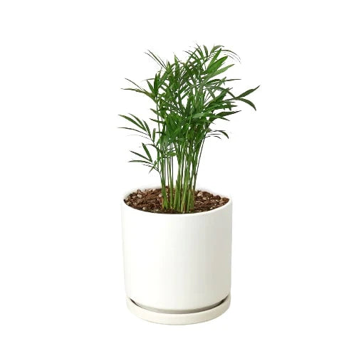 Parlor Palm indoor house plant