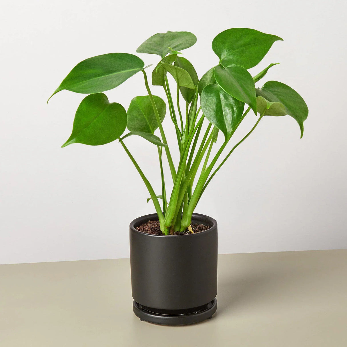 Philodendron Monstera Split-Leaf indoor houseplant