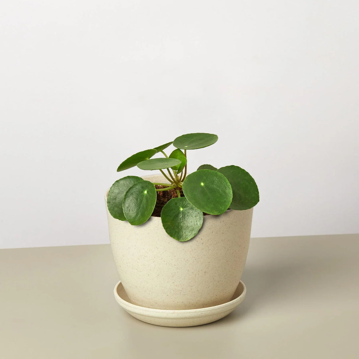 Pilea Peperomioides 'Chinese Money' indoor houseplant